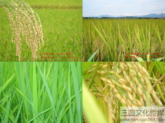 �o(w��)�����r(n��ng)�a(ch��n)Ʒ